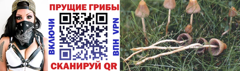 Псилоцибиновые грибы GOLDEN TEACHER  Белово 